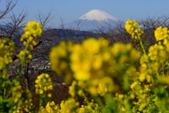 菜の花と富士山 ③