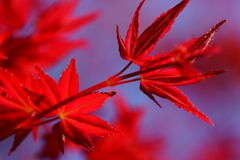 ぶらっと北鎌倉～春紅葉～