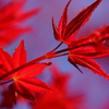 ぶらっと北鎌倉～春紅葉～