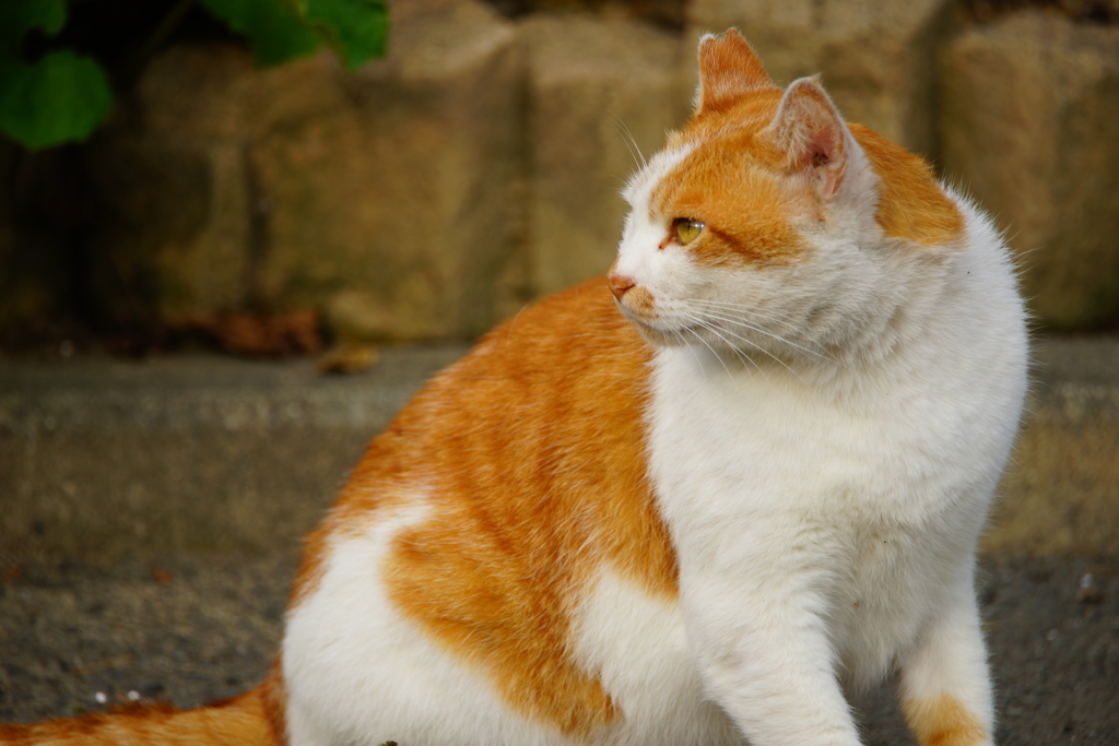 キャッツ・アイ～ぶらPHOTO～①