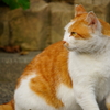 キャッツ・アイ～ぶらPHOTO～①