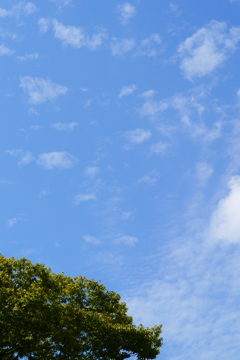 ぶら散歩 フラワーセンター 9/21 DSC06440