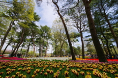 いざ、国営ひたち海浜公園 2016 4/23 DSC05636
