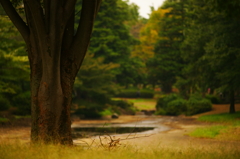 小さい秋 ぶら散歩 昭和記念公園 2015 10/10 DSC08030