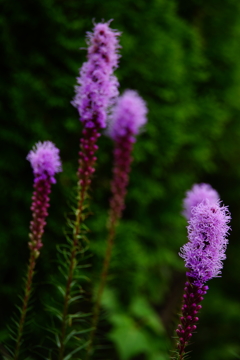 夏の花 朝ぶら 2016 7/3 DSC05359