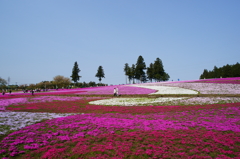 秩父 羊山公園　芝桜まつり2016 DSC04615