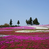 秩父 羊山公園　芝桜まつり2016 DSC04615