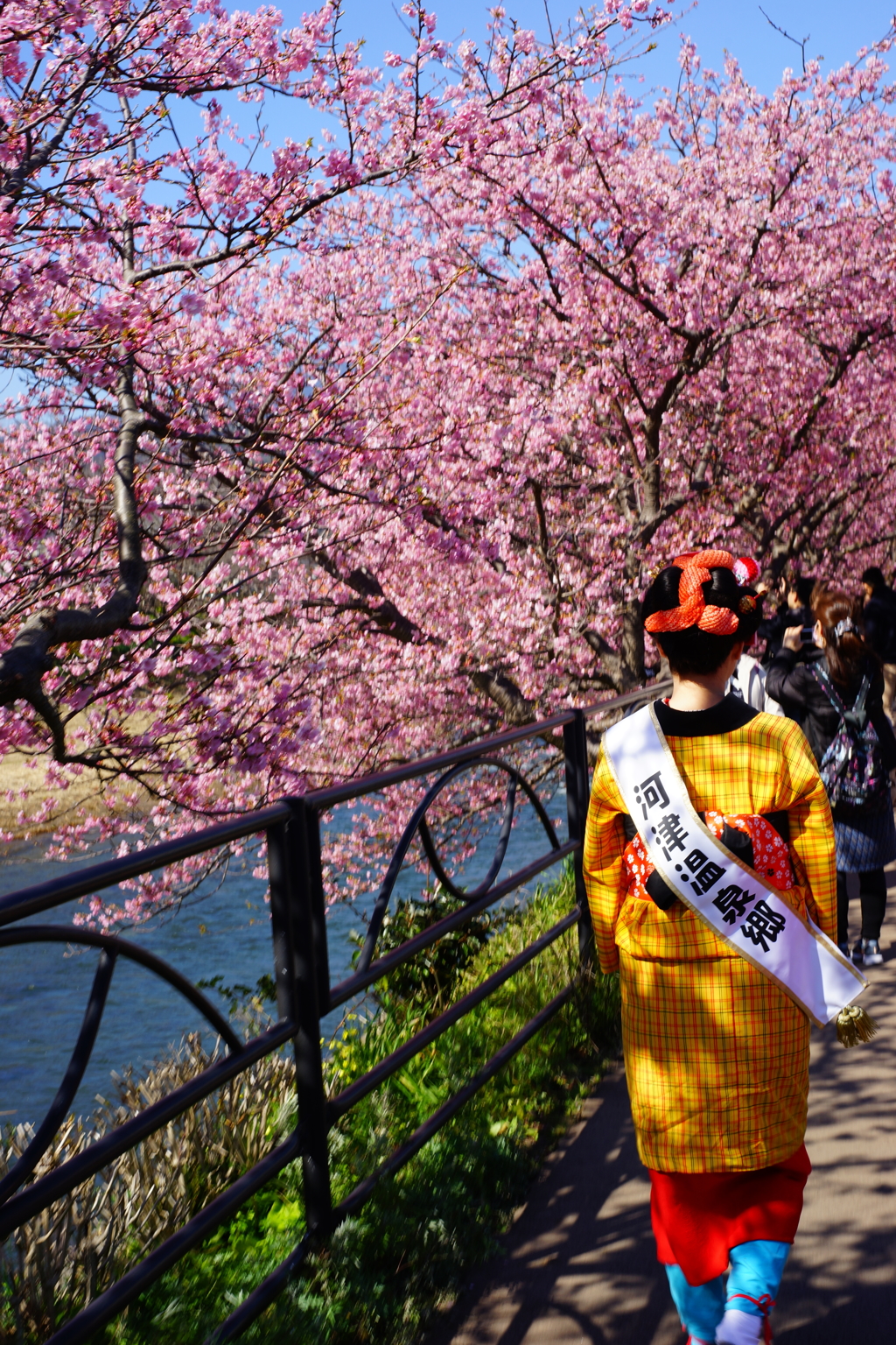 河津桜まつり 2016 2/21 DSC06047