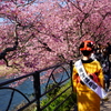 河津桜まつり 2016 2/21 DSC06047