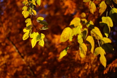 終わりに近づく紅葉の季節