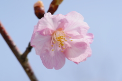 河津桜 花菜ガーデン 2016 3/5 DSC03645