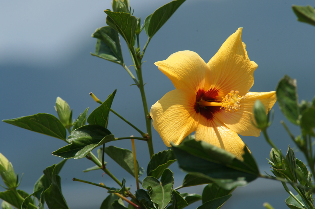 河口湖ぶら散歩 7/12 DSC02477