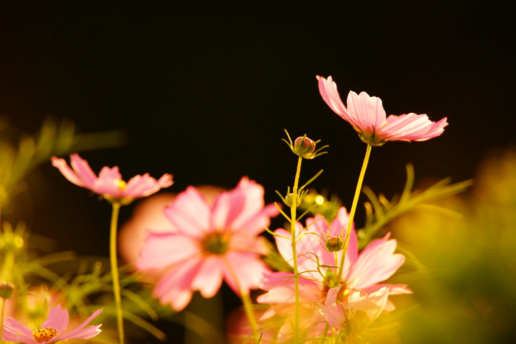 秋桜～夕陽に照らされて～