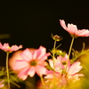 秋桜～夕陽に照らされて～