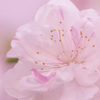 ぶらっと北鎌倉～花桃～②