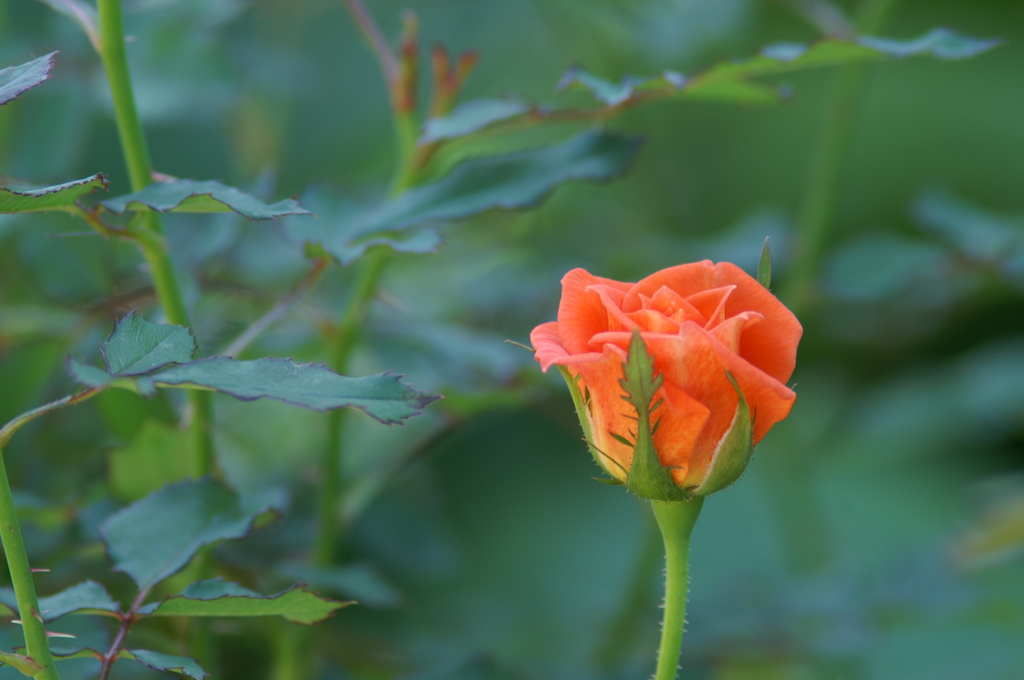 ぶら散歩 花菜ガーデン 10/3 PICT6793