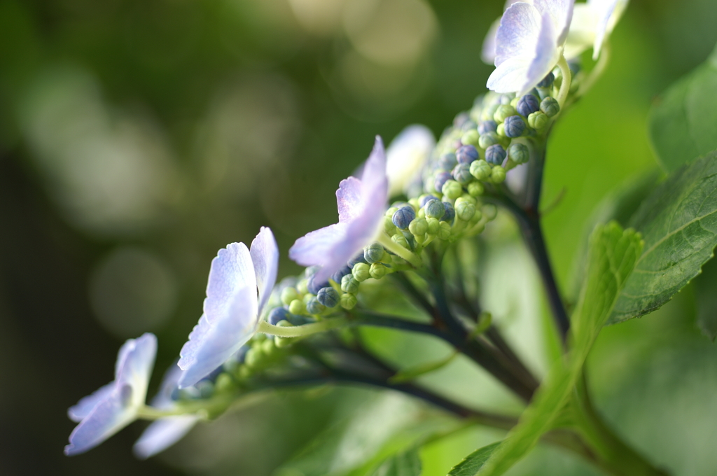 額紫陽花 鎌倉にて5/31 PICT2483