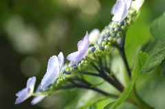 額紫陽花 鎌倉にて5/31 PICT2483