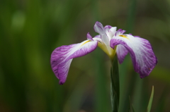 横須賀菖蒲園にて 6/6 DSC00406