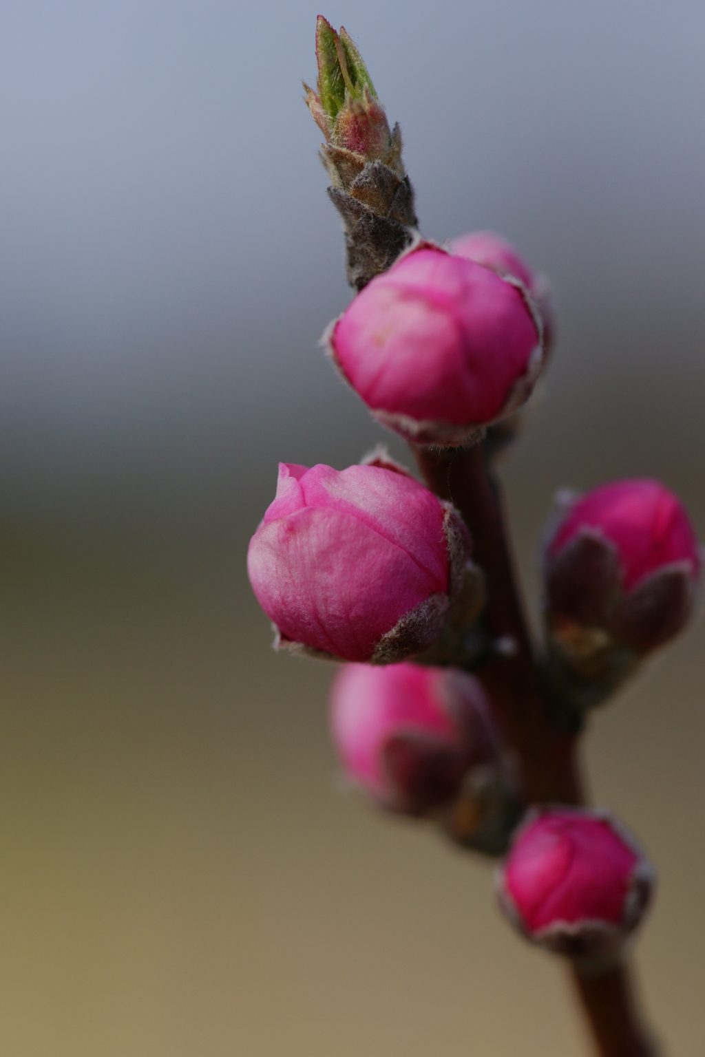 ハナモモ 花菜ガーデン 2016 3/5 DSC03374