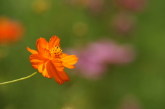 ぶら散歩 7/20 DSC03006