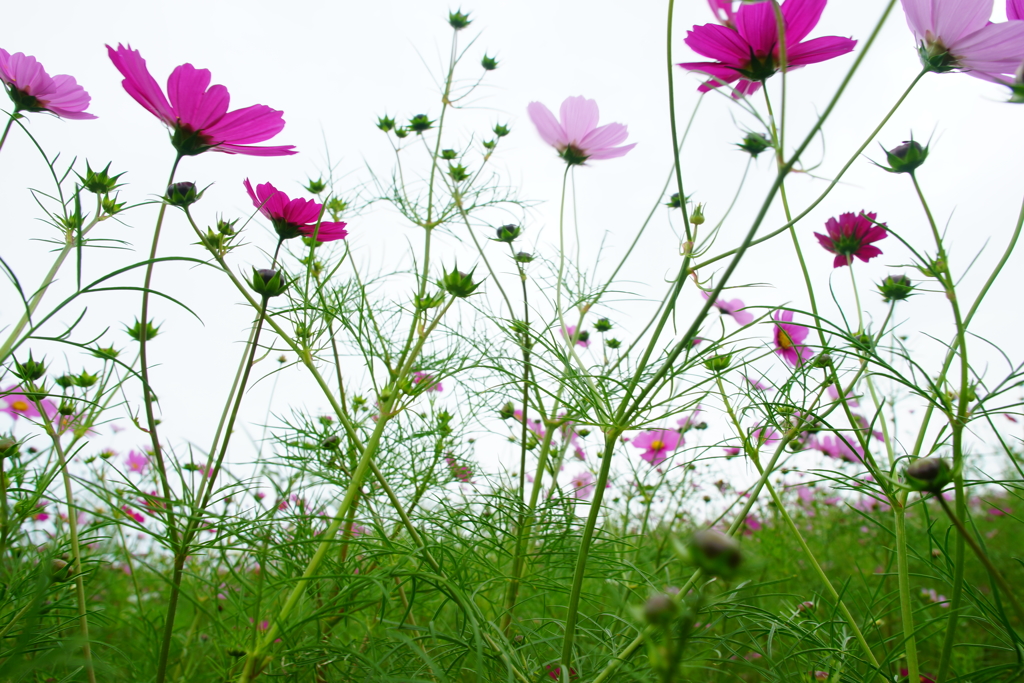 秋桜～国営ひたち海浜公園～