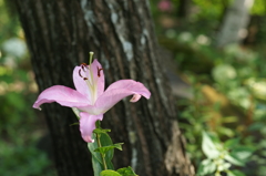 ぶら散歩 富士見高原リゾート 8/9 DSC04676