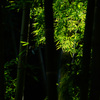 竹林に射す光 ③