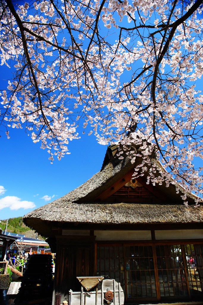 忍野村を訪ねて...桜と茅葺屋根
