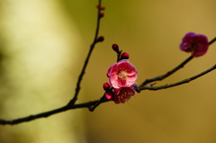 紅梅 瑞泉寺 2016 1/24 DSC04628