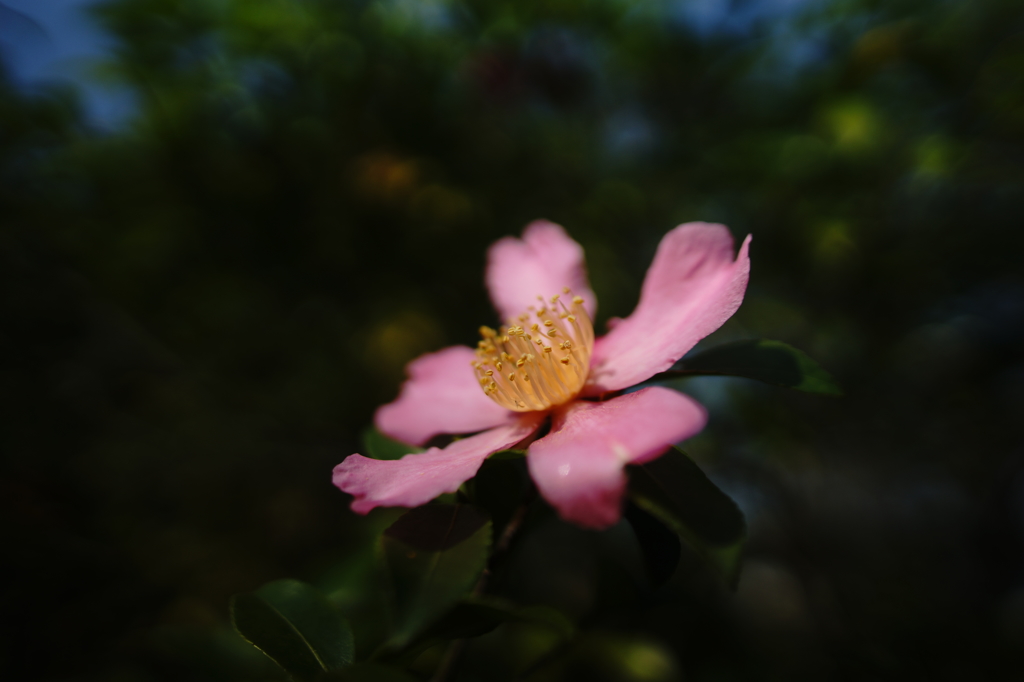ぶら散歩東慶寺 2015 10/24 DSC00568
