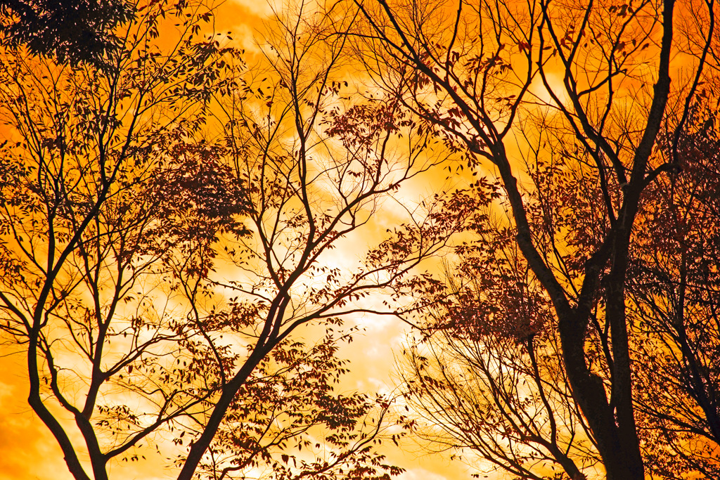 晩秋の木立