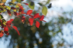 ぶら散歩 神奈川県立あいかわ公園 2015 11/3 DSC09734