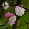 北鎌倉 ぶら散歩 2016 4/10 DSC08598