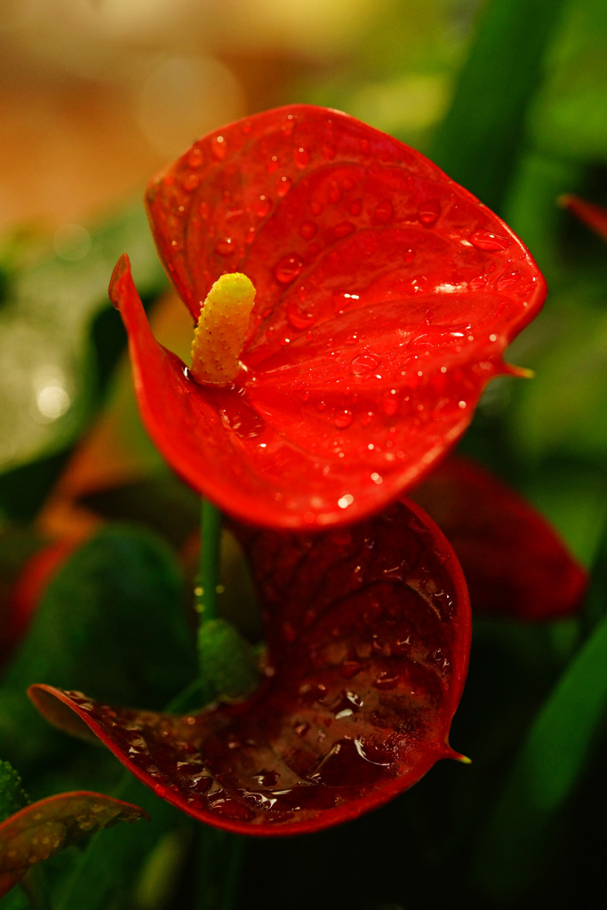 暫し暑さを忘れよう～観葉植物を眺めて ⑥