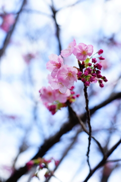 浮かない天気の桜色 2016 3/21 DSC06952