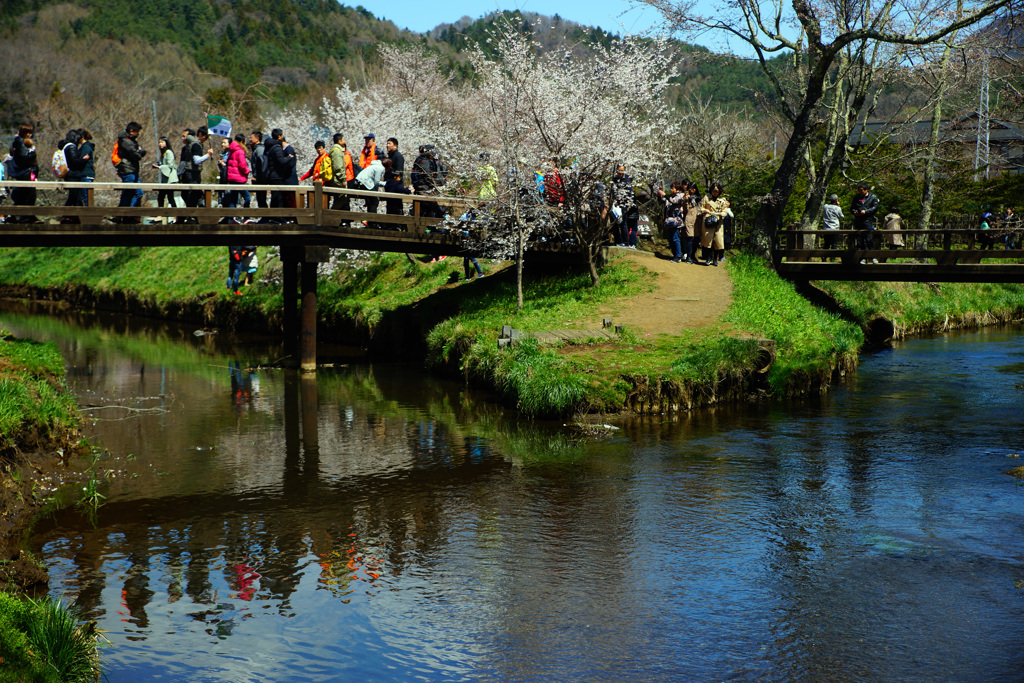 忍野村を訪ねて...桜と清らかな水