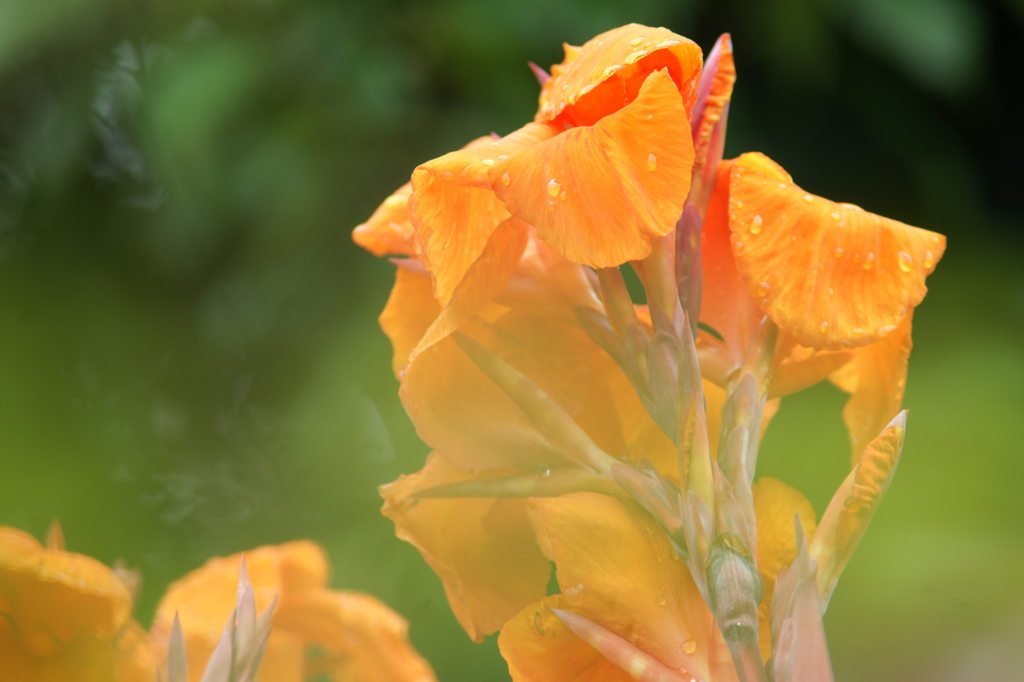 雨上がりの花菜ガーデンにて 6/27 DSC01475