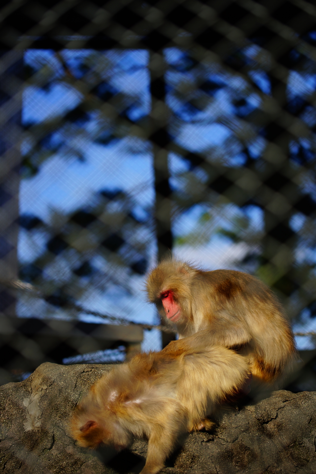 おサルの毛繕い
