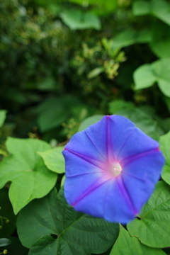 夏の朝ぶら 2016 7/16 DSC05862
