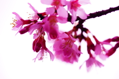 春色～オカメ桜～