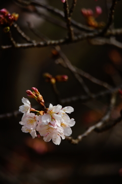 開花した玉縄桜 ①