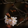 開花した玉縄桜 ①