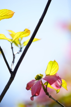 街路樹の花水木 ④