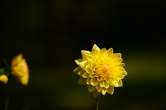 ぶら散歩 神代植物公園 2015 10/12 DSC08534