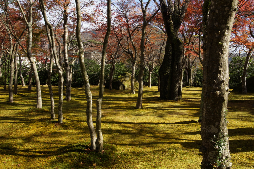 箱根美術館 ぶら散歩 2015 11/21 DSC01700