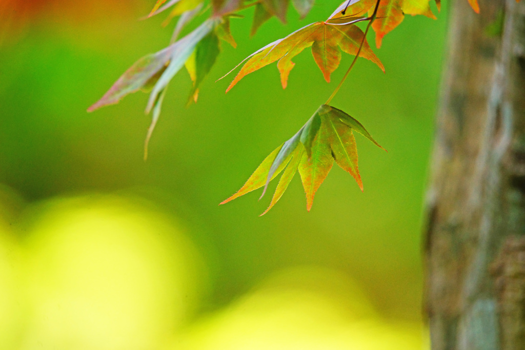 春紅葉を楽しまないなんて…勿体ない ②