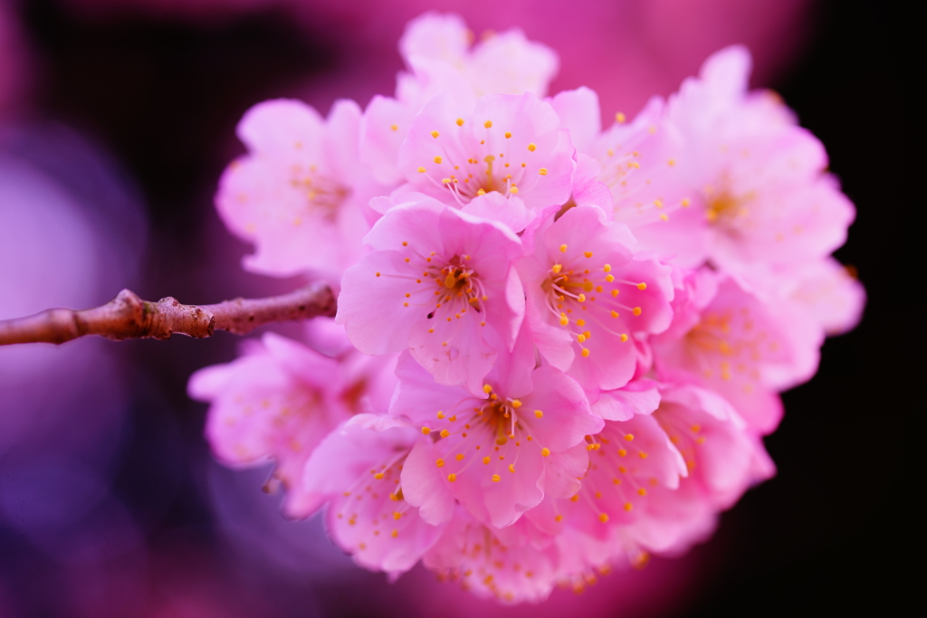春めき桜...桃色吐息 ⑦