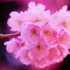春めき桜...桃色吐息 ⑦