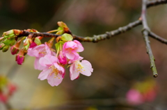 河津桜 三浦海岸ぶら散歩 2016 2/6 DSC05078